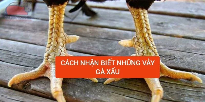 cach-nhan-biet-nhung-vay-ga-xau