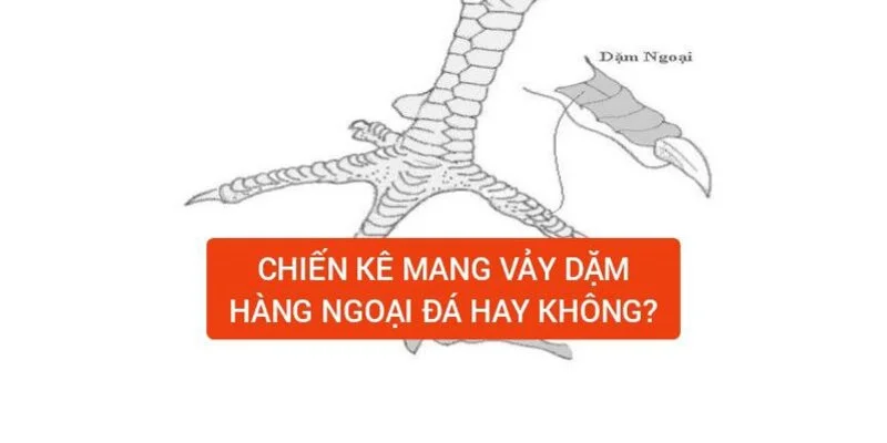 chien-ke-mang-vay-dam-hang-ngoai-da-hay-khong
