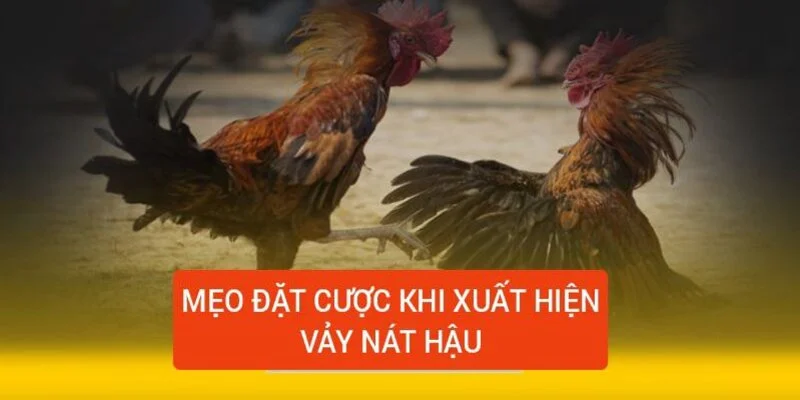 meo-dat-cuoc-da-ga-khi-co-vay-nat-hau