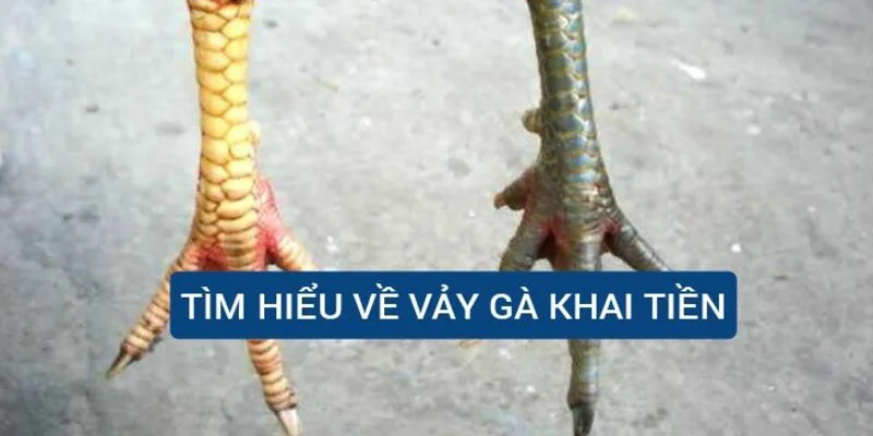 tim-hieu-ve-vay-ga-khai-tien