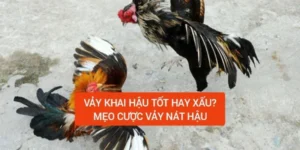 vay-khai-hau-da-hay-khong-kinh-nghiem-dat-cuoc-da-ga